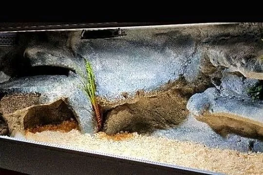 Terrarium profesjonalne dla gekona lamparciego żółwia greckiego
