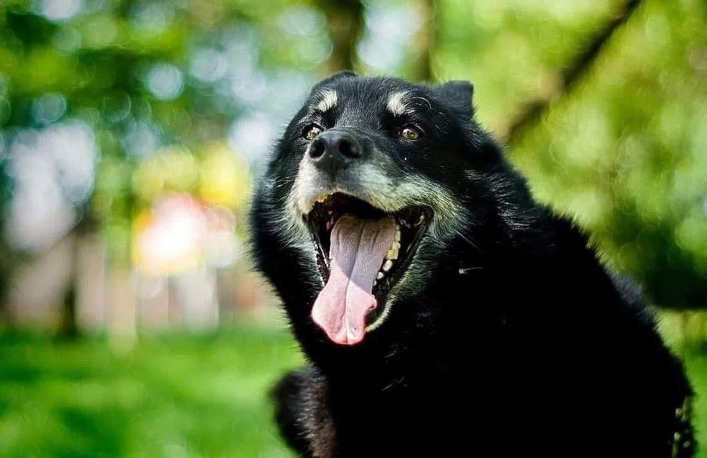 Snack dogaduje sie z psami!, Łódzkie, Łódź