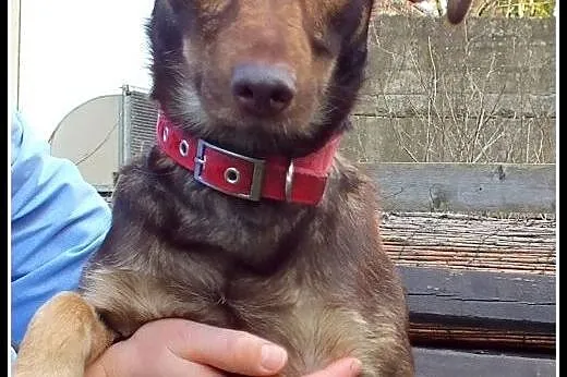 2letni wierny Filipek czeka na troskliwych opiekun