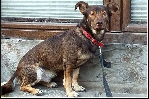 2letni wierny Filipek czeka na troskliwych opiekun