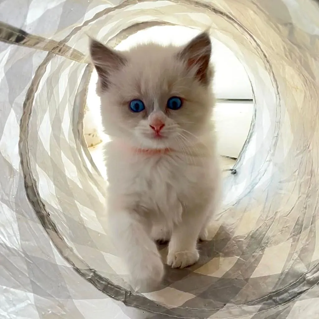 Kotki ragdoll, Pomorskie, Czersk