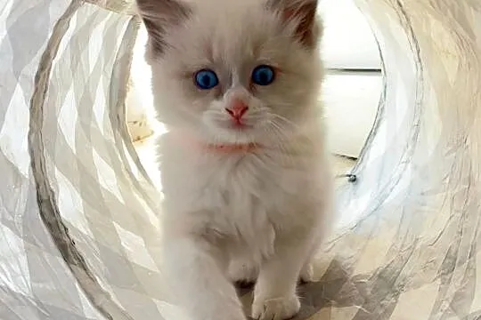 Kotki ragdoll, Pomorskie, Czersk