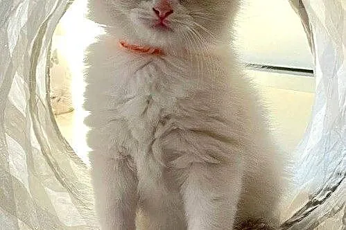 Kotki ragdoll, Pomorskie, Czersk