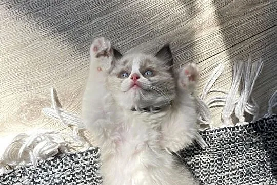Kotki ragdoll, Pomorskie, Czersk