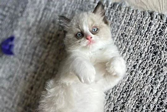 Kotki ragdoll, Pomorskie, Czersk