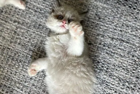 Kotki ragdoll, Pomorskie, Czersk