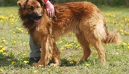 Goran- wielki psiak o wielkim sercu, mazowieckie