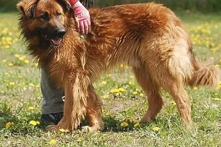 Goran- wielki psiak o wielkim sercu,  mazowieckie 