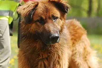 Goran- wielki psiak o wielkim sercu,  mazowieckie 