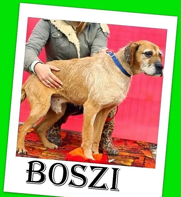 BOSZI-wyżeł węgierski mix,duży,spokojny,łagodny pi