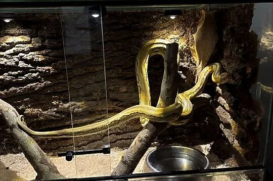 Wąż nie zbożowy, siatkowy dwarf, Lubuskie, Żagań