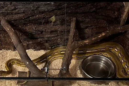 Wąż nie zbożowy, siatkowy dwarf, Lubuskie, Żagań