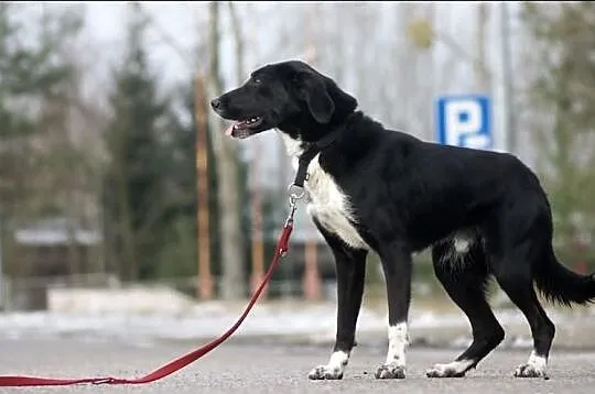 Cedryk przyjazny uległy pies do adopcji