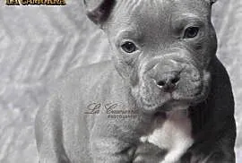 American Staffordshire Terrier Amstaff