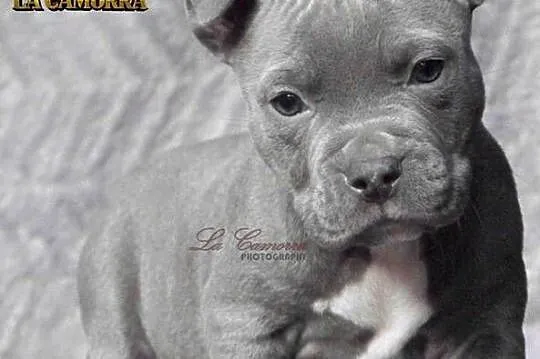 American Staffordshire Terrier Amstaff