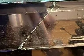Boa dusiciel Albino (samiec 4 lata + Terrarium 120x60x60, szafka, osprzęt