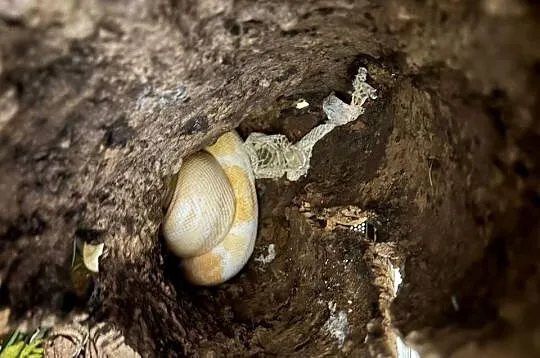 Boa dusiciel Albino (samiec 4 lata + Terrarium 120x60x60, szafka, osprzęt, Mazowieckie, Warszawa