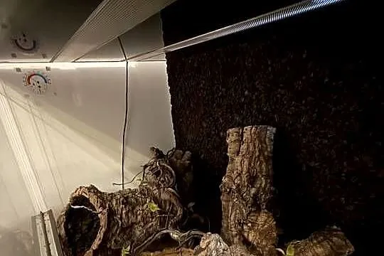 Boa dusiciel Albino (samiec 4 lata + Terrarium 120x60x60, szafka, osprzęt, Mazowieckie, Warszawa