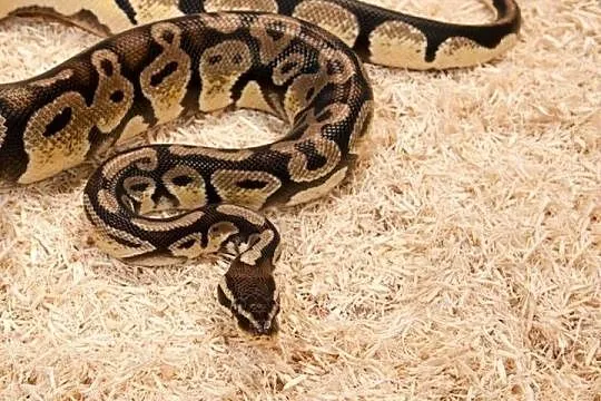 Zoomed Aspen Snake 26l - podłoże dla węży, Śląskie, Książenice