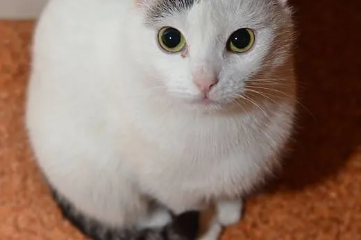 Roczna biała przytulanka,wysterylizowana,adopcja!!,  świętokrzyskie Kielce