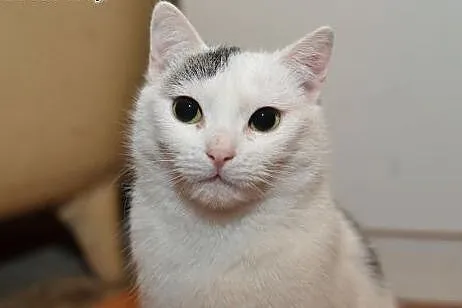 Roczna biała przytulanka,wysterylizowana,adopcja!!
