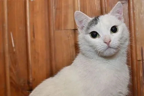 Roczna biała przytulanka,wysterylizowana,adopcja!!