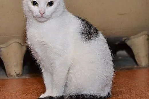 Roczna biała przytulanka,wysterylizowana,adopcja!!