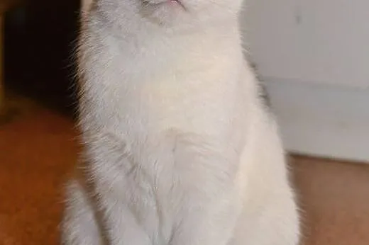 Roczna biała przytulanka,wysterylizowana,adopcja!!