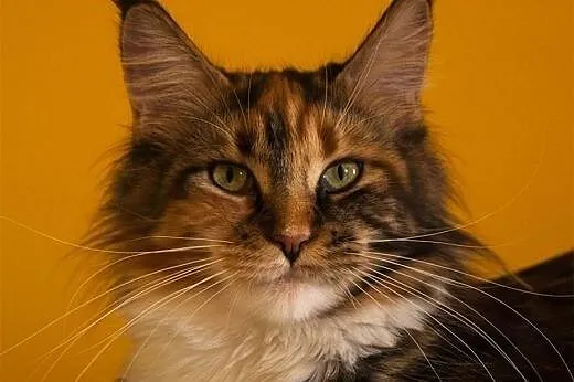 Maine Coon girls and boy with pedigree,  Koty main