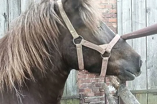 Sprzedam klacz PKZ, Opolskie, Ligota Dobrodzieńska