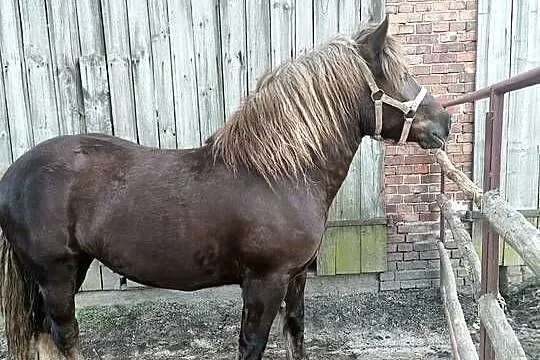 Sprzedam klacz PKZ, Opolskie, Ligota Dobrodzieńska