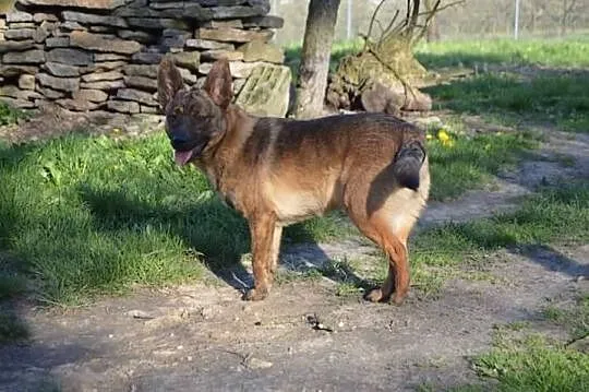 Anter i Agis, roczni, łagodni chłopcy szukają supe