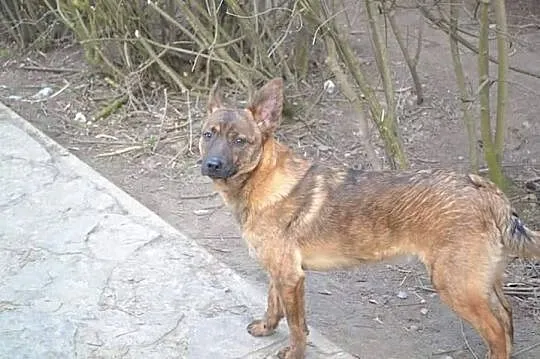 Anter i Agis, roczni, łagodni chłopcy szukają supe