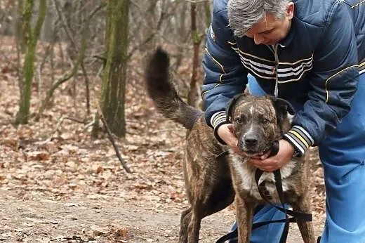 Piegus - pełen energii przyjaciel na dobre i złe, 