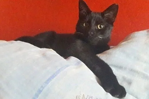 Salem do adopcji!!!,  łódzkie Łódź