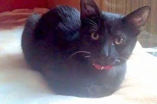 Salem do adopcji!!!,  łódzkie Łódź