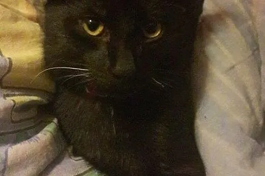 Salem do adopcji!!!,  łódzkie Łódź