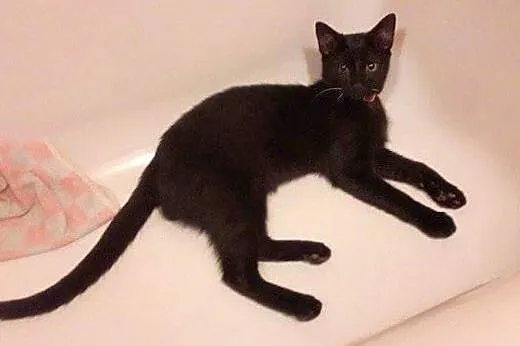 Salem do adopcji!!!,  łódzkie Łódź