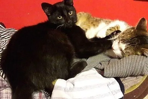 Salem do adopcji!!!,  łódzkie Łódź