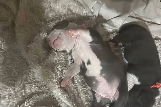 Piękne szczeniaki rasy American Staffordshire Terrier(amstaff) szukają domu, Zachodniopomorskie, Cedynia