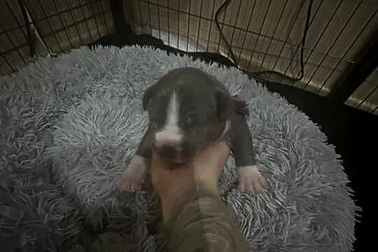 Piękne szczeniaki rasy American Staffordshire Terrier(amstaff) szukają domu, Zachodniopomorskie, Cedynia