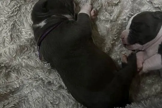 Piękne szczeniaki rasy American Staffordshire Terrier(amstaff) szukają domu, Zachodniopomorskie, Cedynia