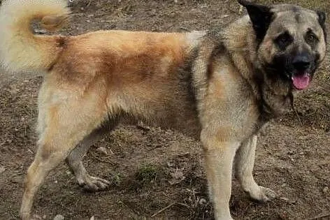 Misiek w typie owczarka anatolijskiego,  warmińsko