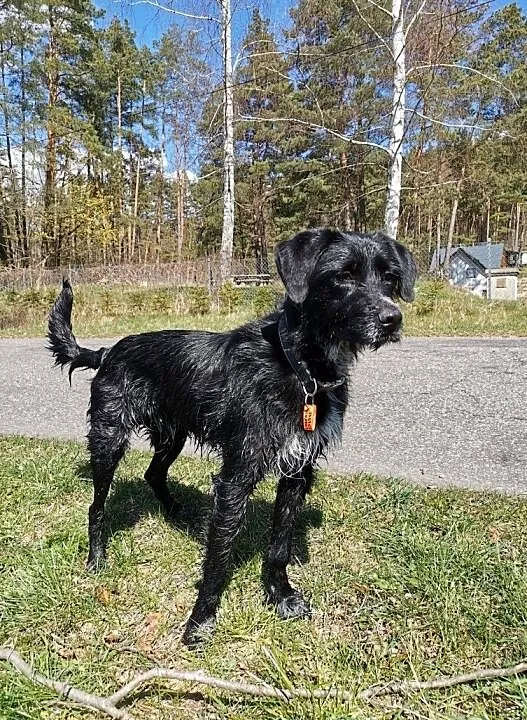 Chcesz zaadoptować psa? Nygus