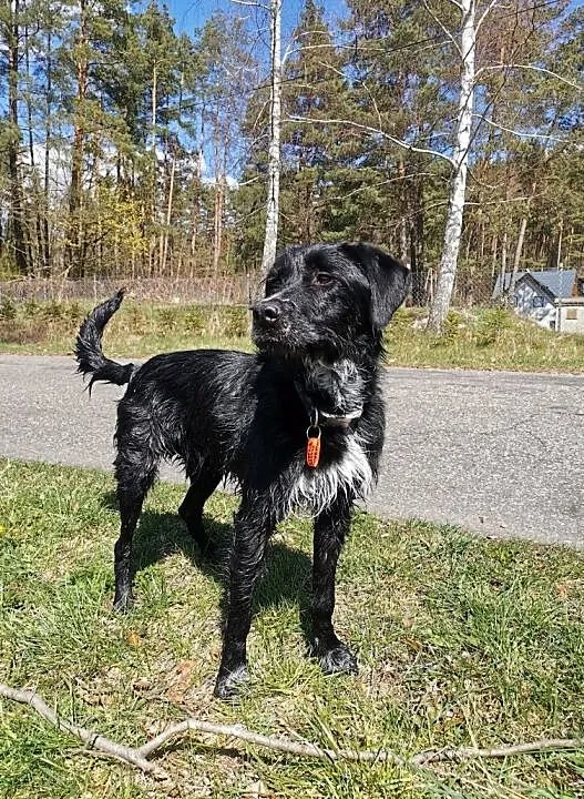 Chcesz zaadoptować psa? Nygus