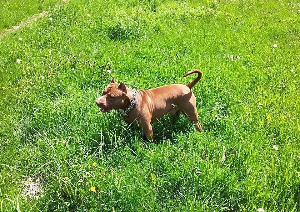 PITBULL RedNose poszukuje partnerki (Pitbull'ki) -