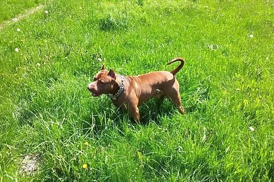 PITBULL RedNose poszukuje partnerki (Pitbull'ki) -