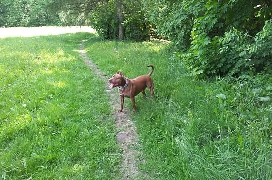 PITBULL RedNose poszukuje partnerki (Pitbull'ki) -
