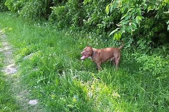 PITBULL RedNose poszukuje partnerki (Pitbull'ki) -