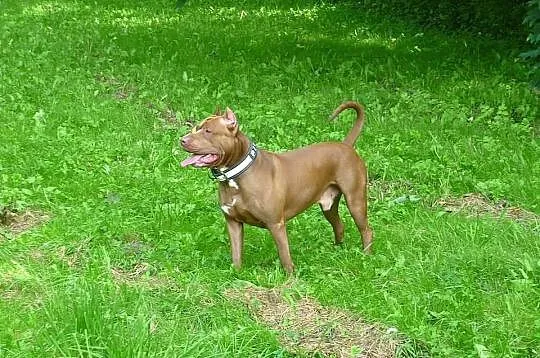 PITBULL RedNose poszukuje partnerki (Pitbull'ki) -